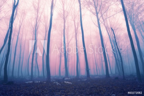 Picture of Fantasy color foggy fairytale forest